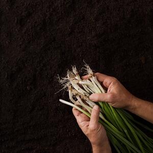 зеленый лук