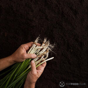 зеленый лук