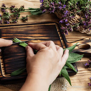 Режем шалфей