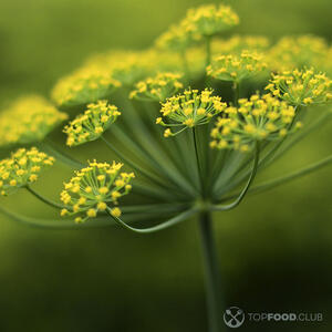 Зонтики укропа