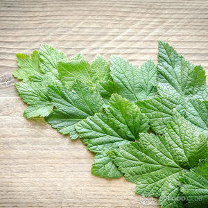 Листья смородины