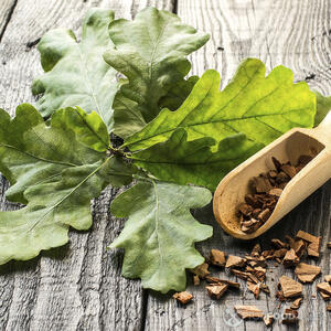 Листья дуба