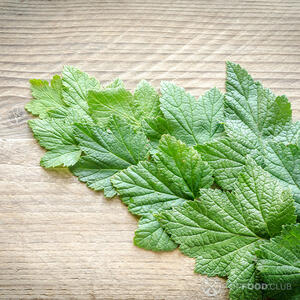 Листья смородины