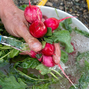 Моем редиску.