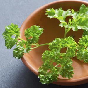 веточка петрушки