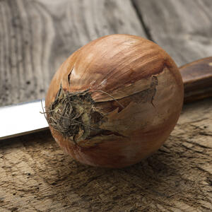 репчатый лук