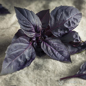 фиолетовый базилик