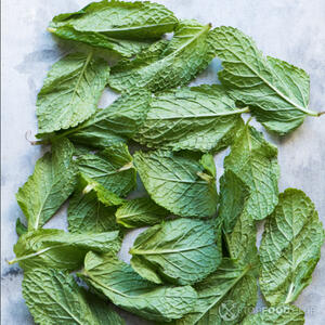 листья мяты