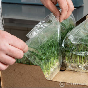 Микрозелень