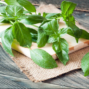 листья базилика