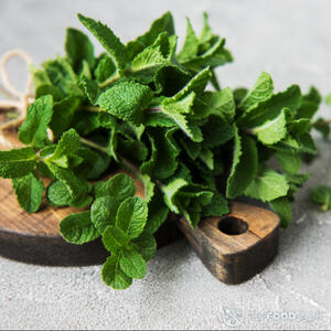 свежая мята