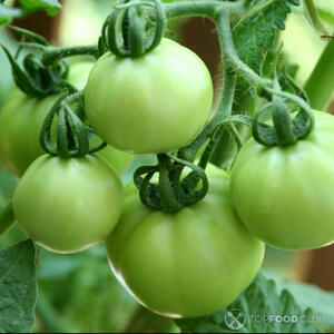 Зеленые томаты