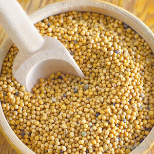 Зерна горчицы