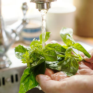 Rinse the basil leaves