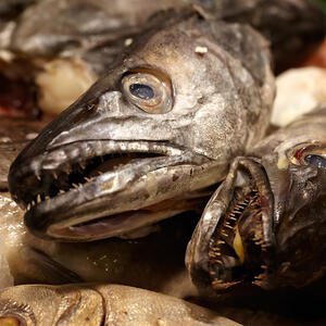 Fry the fish heads with sauteed onion and other ingredients