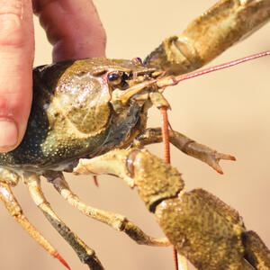 Wash and cook the crawfish